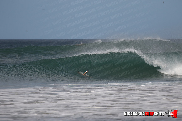 NSS_0090_Panga_Drops_January_28_2022_LR