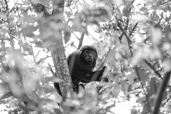 NSS_0151