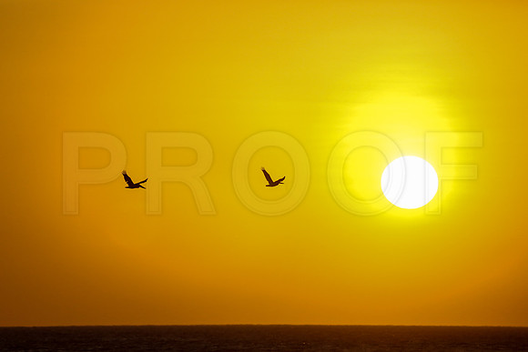 NSR_0875_Panga_Drops_Jan_25_2019_CC