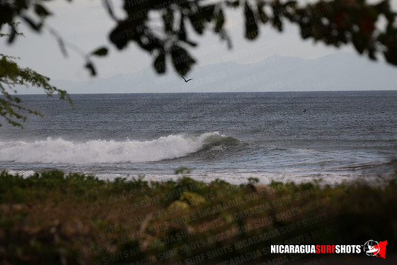 NSR_0001_Panga_Drops_January_31_2022_Logo