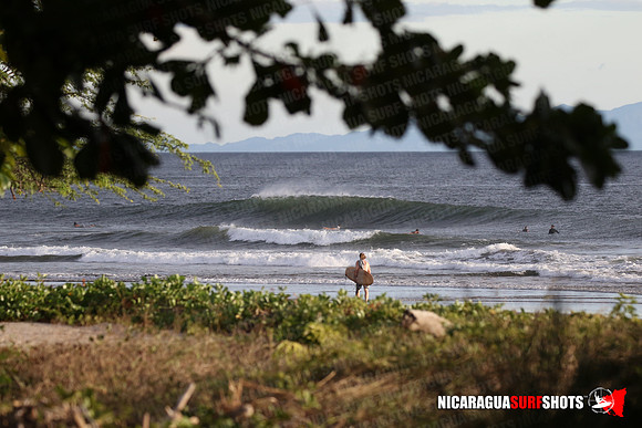 NSR_0050_Panga_Drops_January_26_2022_LR