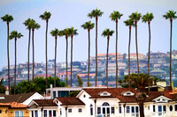 OC_Palms