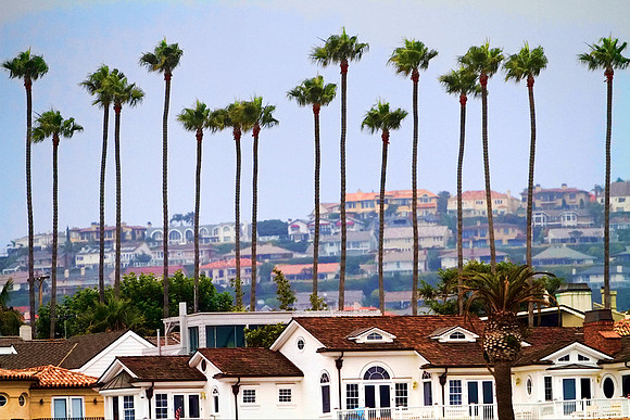 OC_Palms